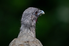 DPPhotography - Texas - Plain chachalaca - D
