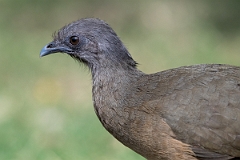 DPPhotography - Texas - Plain chachalaca - E