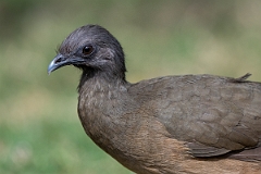 DPPhotography - Texas - Plain chachalaca - F