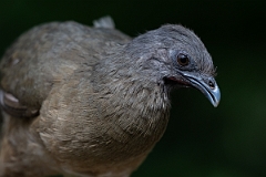 DPPhotography - Texas - Plain chachalaca - H