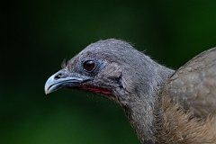 DPPhotography - Texas - Plain chachalaca - I