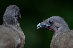 DPPhotography - Texas - Plain chachalaca - J