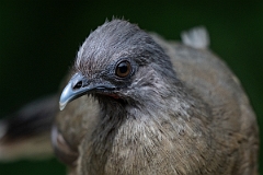 DPPhotography - Texas - Plain chachalaca - K