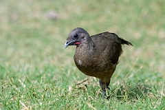 DPPhotography - Texas - Plain chachalaca - M