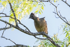 DPPhotography - Texas - Plain chachalaca - R