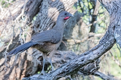 DPPhotography - Texas - Plain chachalaca - X
