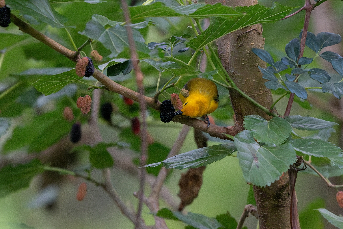 DPPhotography - Texas - Prothonatary warbler - D.jpg - Prothonatary warbler - Smith Oaks, High Island, Texas