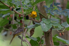 DPPhotography - Texas - Prothonatary warbler - B