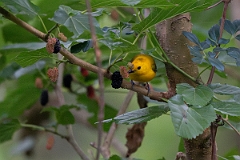 DPPhotography - Texas - Prothonatary warbler - C