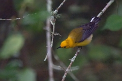 DPPhotography - Texas - Prothonatary warbler - E
