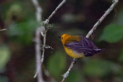 DPPhotography - Texas - Prothonatary warbler - F