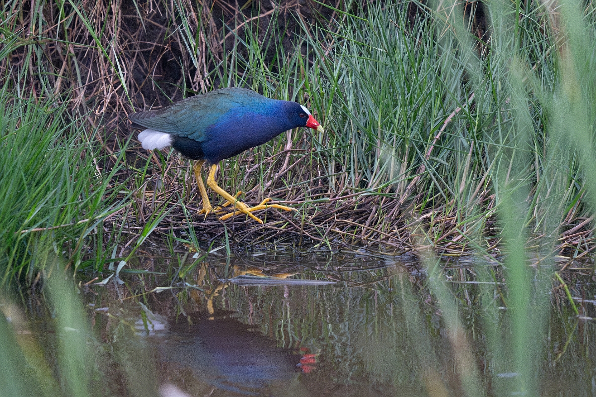 DPPhotography - Texas - Purple gallinule - A.jpg - Purple gallinule - Anahuac NWR, Texas