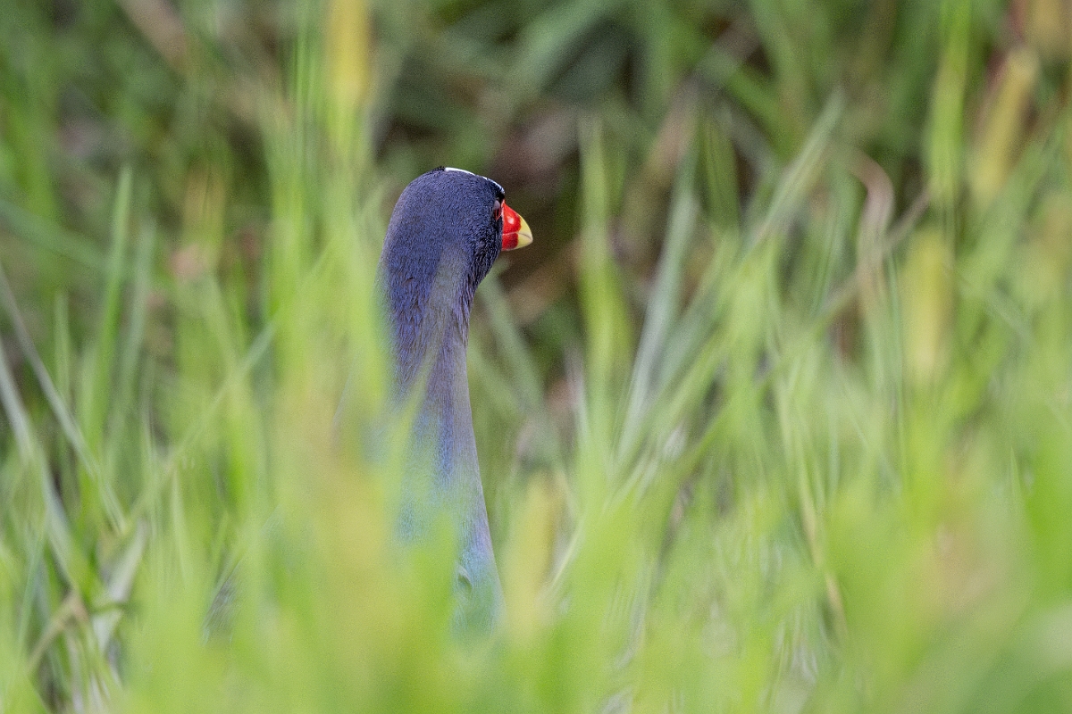 DPPhotography - Texas - Purple gallinule - B.jpg - Purple gallinule - Anahuac NWR, Texas