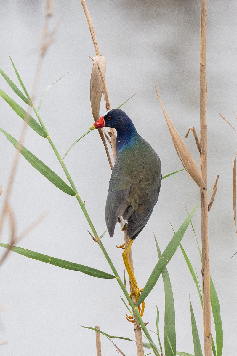 DPPhotography - Texas - Purple gallinule - C.jpg - Purple gallinule - Anahuac NWR, Texas