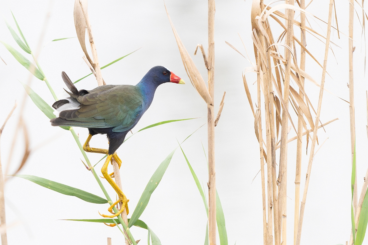 DPPhotography - Texas - Purple gallinule - D.jpg - Purple gallinule - Anahuac NWR, Texas