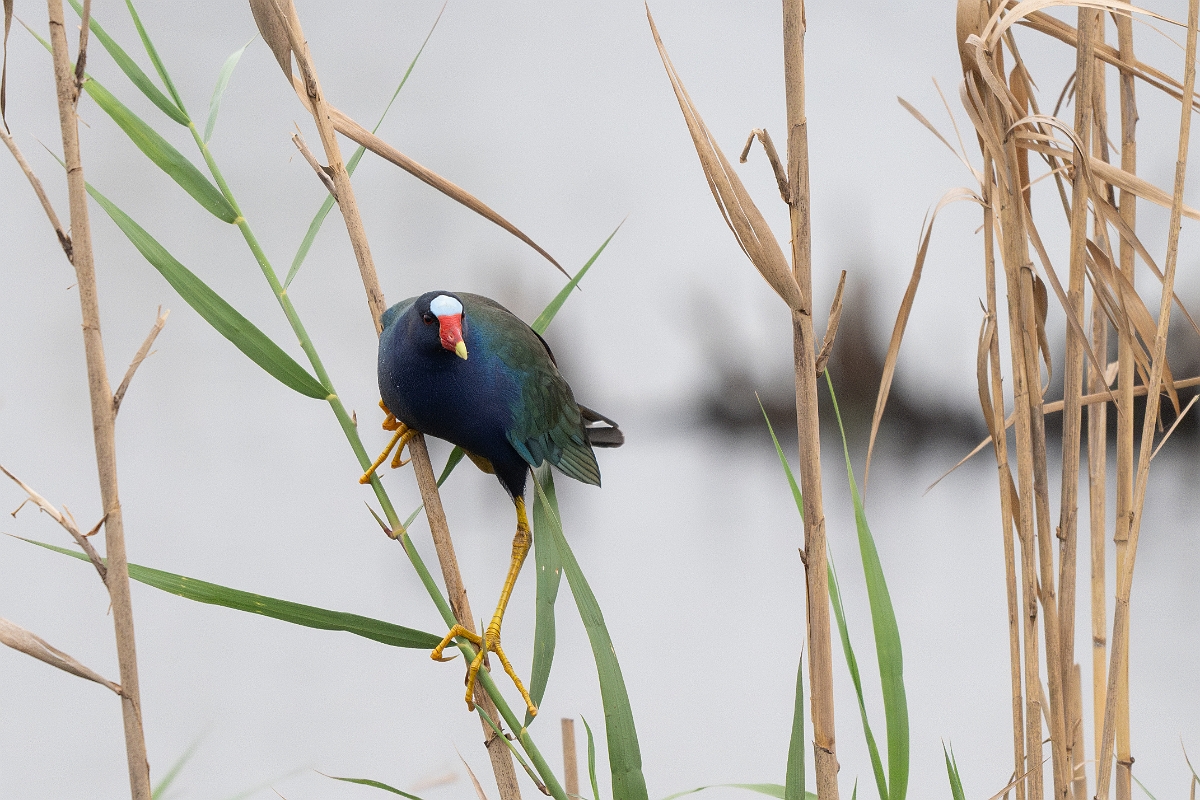 DPPhotography - Texas - Purple gallinule - F.jpg - Purple gallinule - Anahuac NWR, Texas