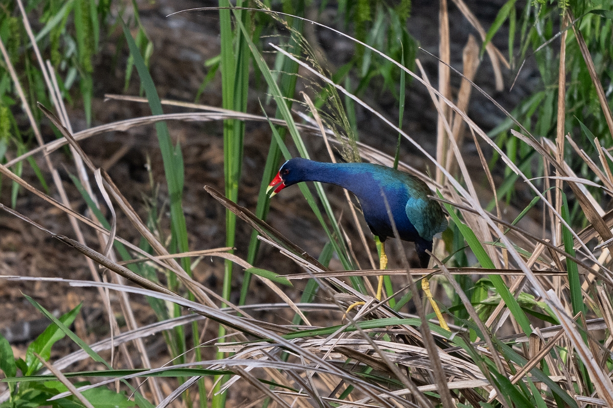 DPPhotography - Texas - Purple gallinule - H.jpg - Purple gallinule - Smith Oaks, High Island, Texas