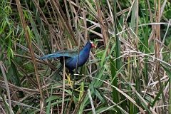 DPPhotography - Texas - Purple gallinule - G