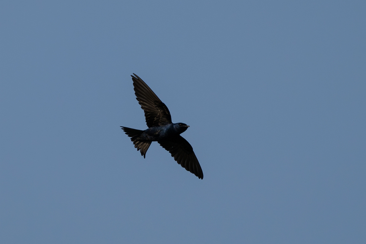 DPPhotography - Texas - Purple martin - B.jpg - Purple martin - Estero Llano Grande State Park, Texas