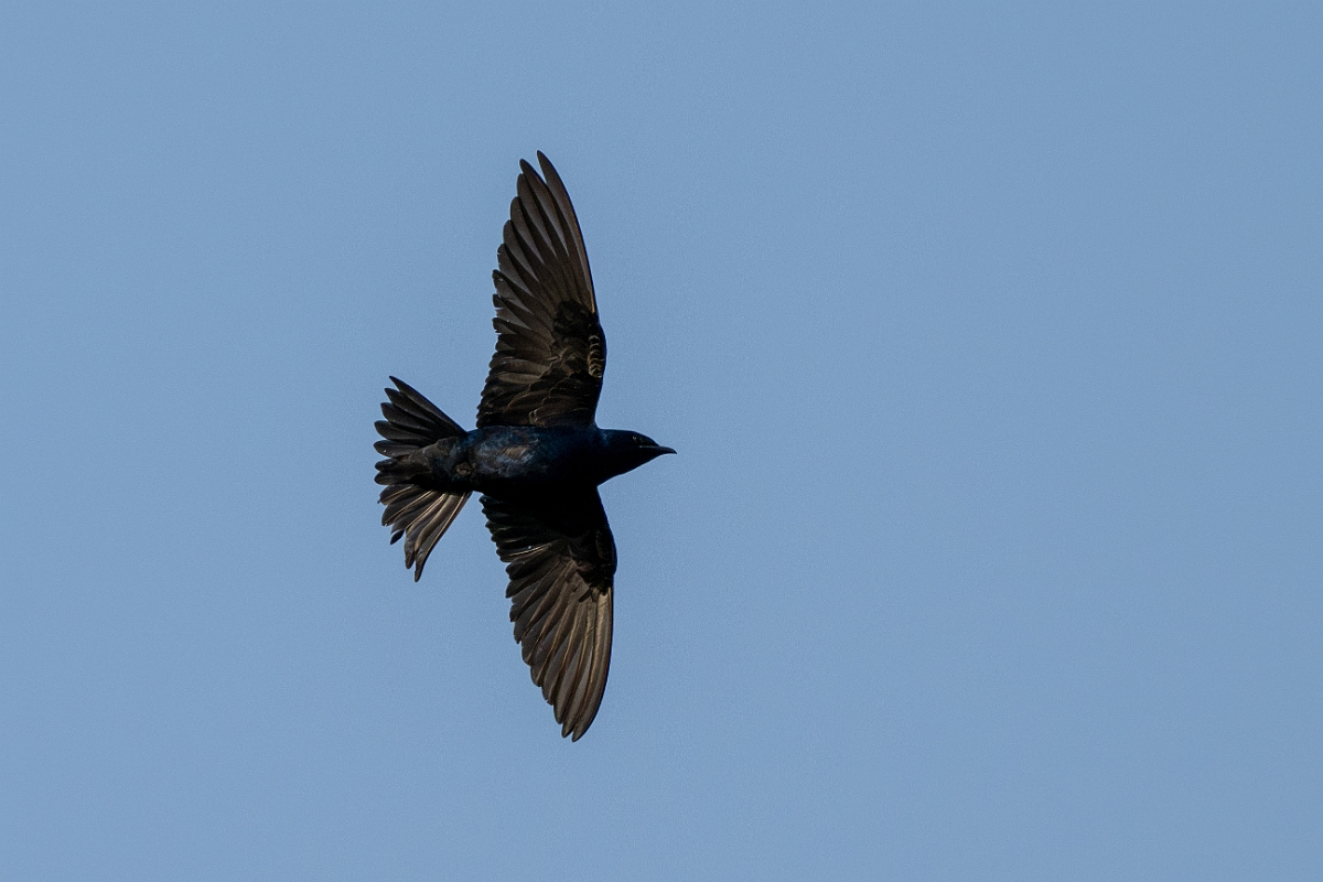 DPPhotography - Texas - Purple martin - C.jpg - Purple martin - Estero Llano Grande State Park, Texas