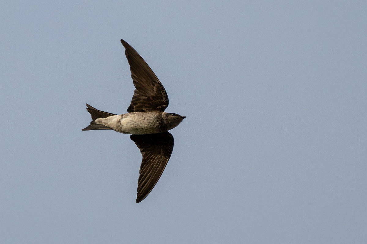 DPPhotography - Texas - Purple martin - D.jpg - Purple martin - Estero Llano Grande State Park, Texas
