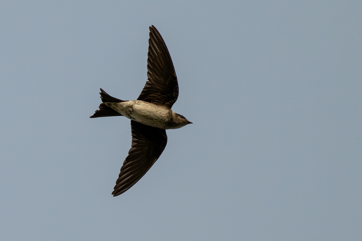DPPhotography - Texas - Purple martin - E.jpg - Purple martin - Estero Llano Grande State Park, Texas