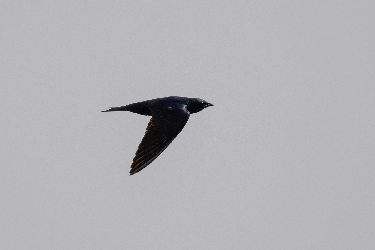 DPPhotography - Texas - Purple martin - G.jpg - Purple martin - Rollover Pass, Bolivar Peninsula, Texas