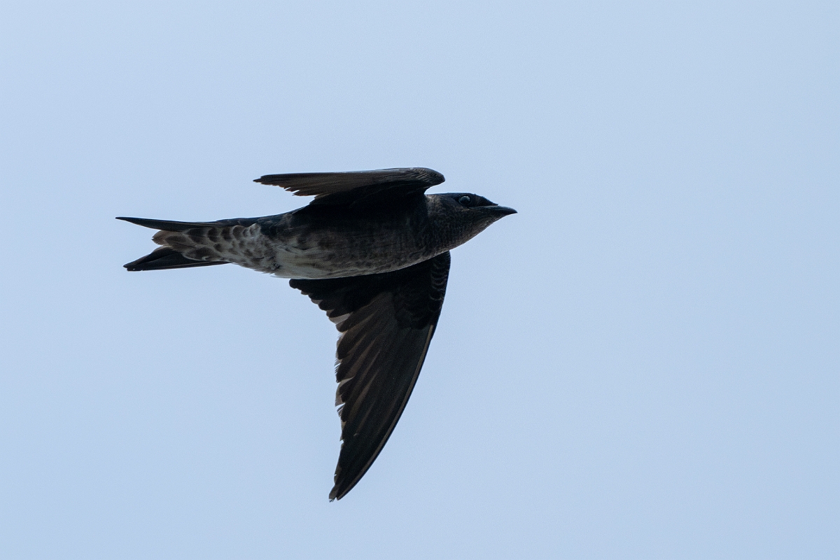 DPPhotography - Texas - Purple martin - K.jpg - Purple martin - Yacht Basin Road, Bolivar Peninsula, Texas