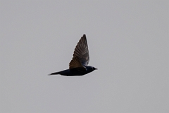 DPPhotography - Texas - Purple martin - F