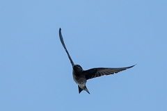 DPPhotography - Texas - Purple martin - H