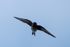 DPPhotography - Texas - Purple martin - I