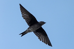 DPPhotography - Texas - Purple martin - J