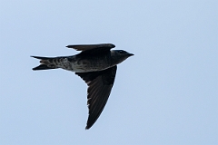 DPPhotography - Texas - Purple martin - K