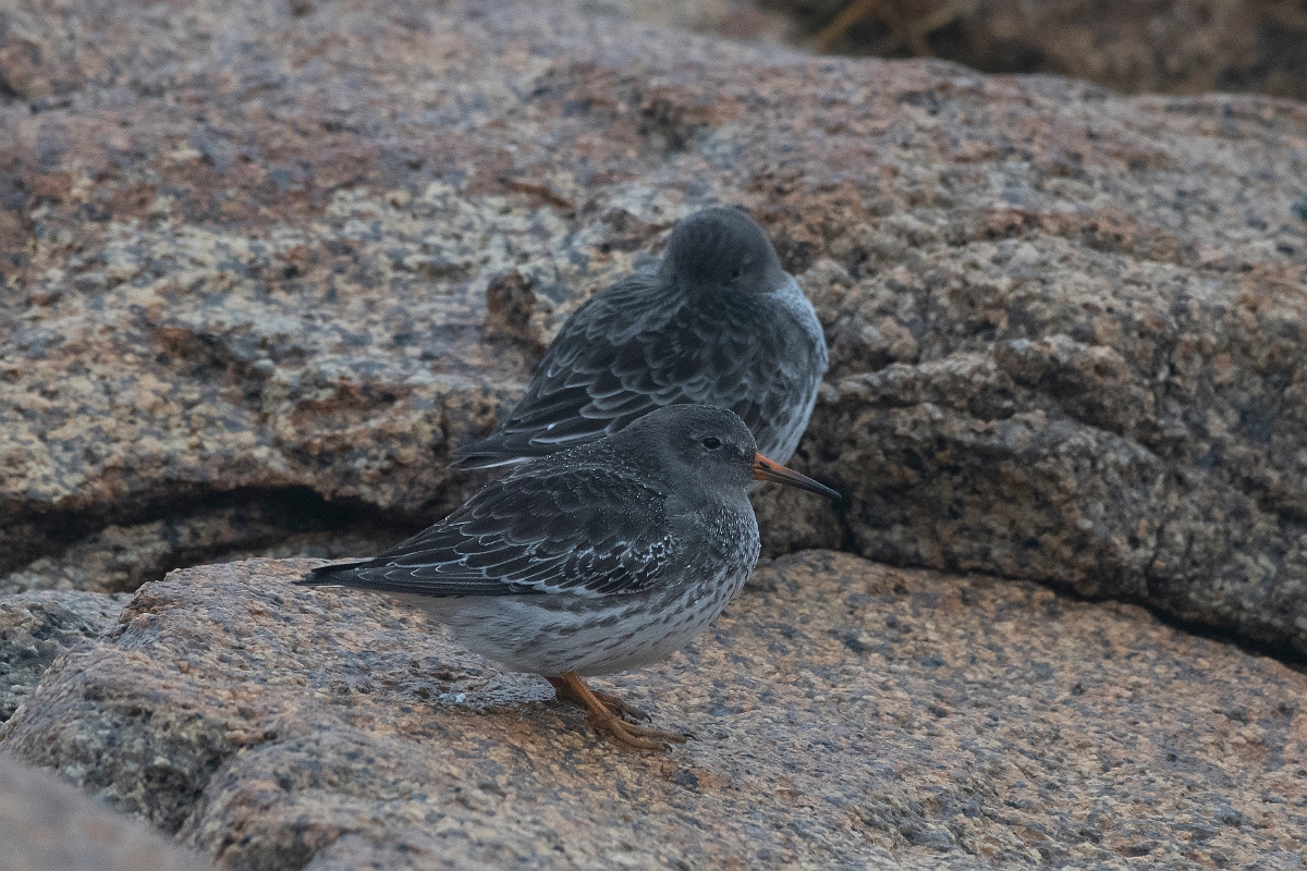 David Plant Photography - Wildlife Photography - Purple sandpiper - B.jpg - Purple sandpiper - Halibut Point, MA