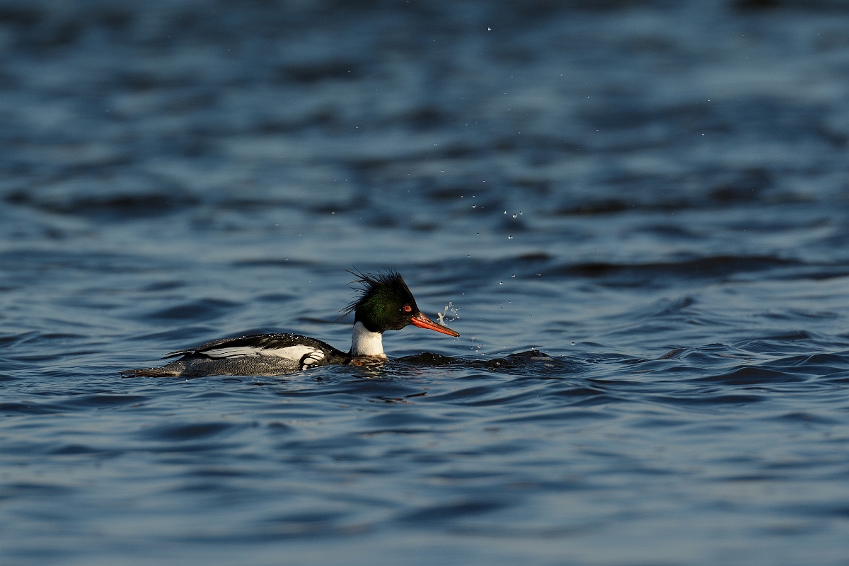 David Plant Photography - Wildlife Photography - Red-breasted merganser - A.jpg - Red-breasted merganser - Plum Island, MA