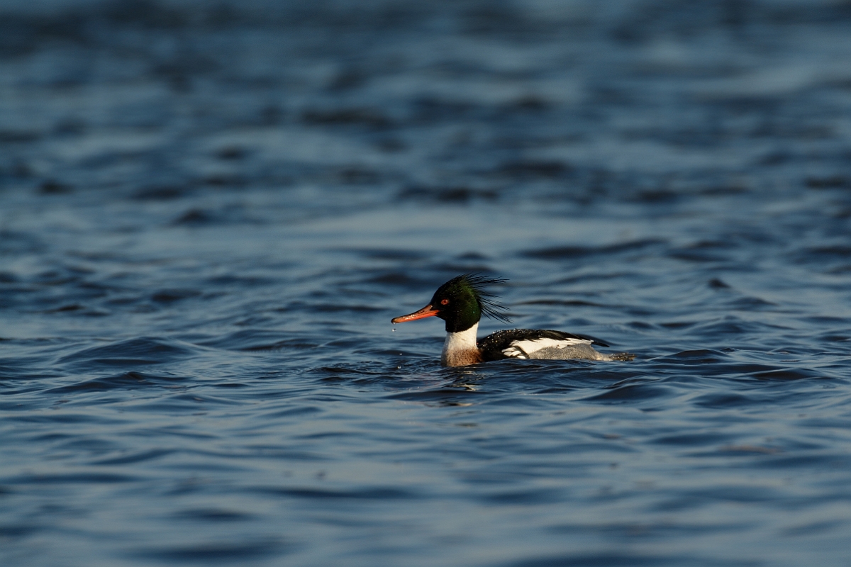 David Plant Photography - Wildlife Photography - Red-breasted merganser - B.jpg - Red-breasted merganser - Plum Island, MA