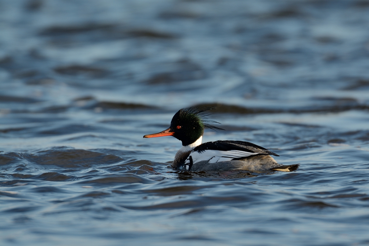 David Plant Photography - Wildlife Photography - Red-breasted merganser - C.jpg - Red-breasted merganser - Plum Island, MA