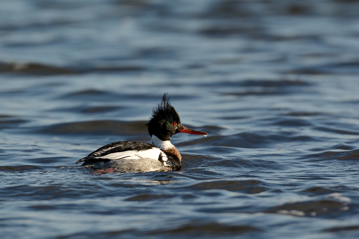 David Plant Photography - Wildlife Photography - Red-breasted merganser - D.jpg - Red-breasted merganser - Plum Island, MA