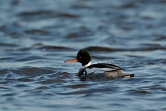 David Plant Photography - Wildlife Photography - Red-breasted merganser - C