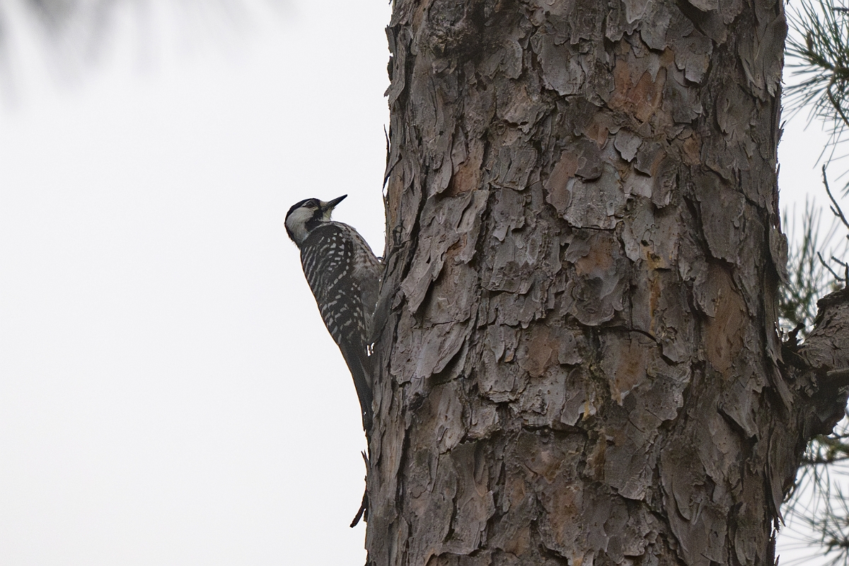 DPPhotography - Texas - Red-cockaded woodpecker - A.jpg - Red-cockaded woodpecker - WG Jones State Park, Texas