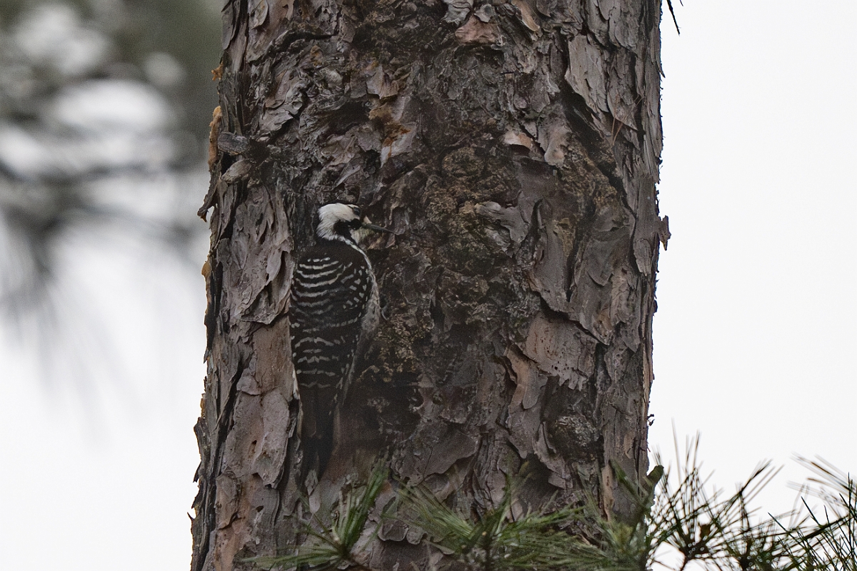 DPPhotography - Texas - Red-cockaded woodpecker - C.jpg - Red-cockaded woodpecker - WG Jones State Park, Texas