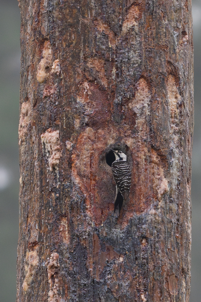 DPPhotography - Texas - Red-cockaded woodpecker - D.jpg - Red-cockaded woodpecker - WG Jones State Park, Texas