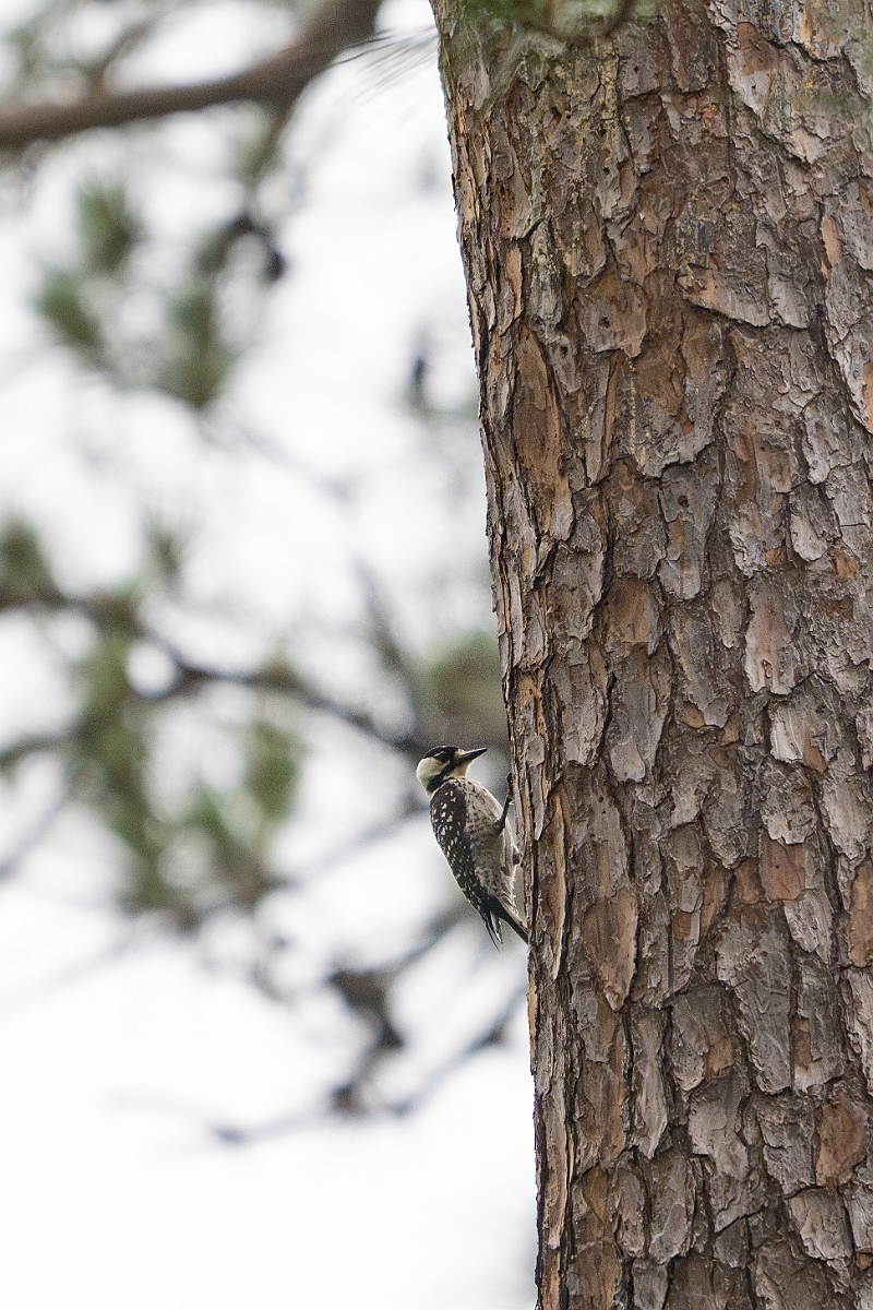 DPPhotography - Texas - Red-cockaded woodpecker - E.jpg - Red-cockaded woodpecker - WG Jones State Park, Texas