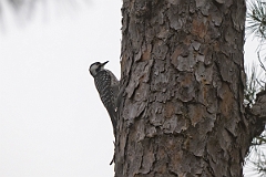 DPPhotography - Texas - Red-cockaded woodpecker - A
