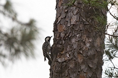 DPPhotography - Texas - Red-cockaded woodpecker - B