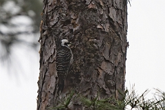 DPPhotography - Texas - Red-cockaded woodpecker - C