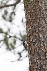 DPPhotography - Texas - Red-cockaded woodpecker - E