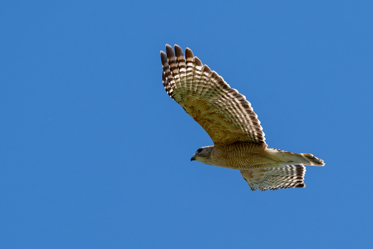 DPPhotography - Texas - Red-shouldered hawk - B.jpg - Red-shouldered hawk - Sandia, Texas
