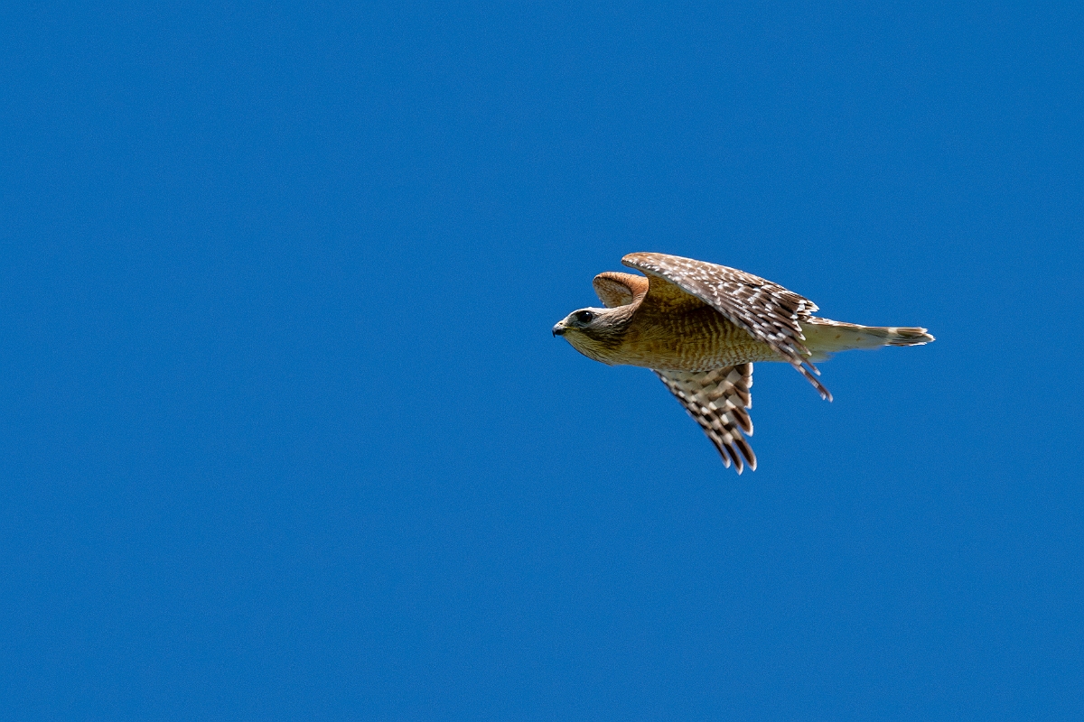 DPPhotography - Texas - Red-shouldered hawk - G.jpg - Red-shouldered hawk - Sandia, Texas