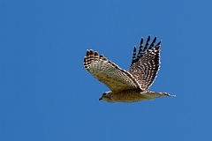DPPhotography - Texas - Red-shouldered hawk - C
